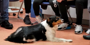 Therapiehündin Mina Ein sitzender Therapiehund